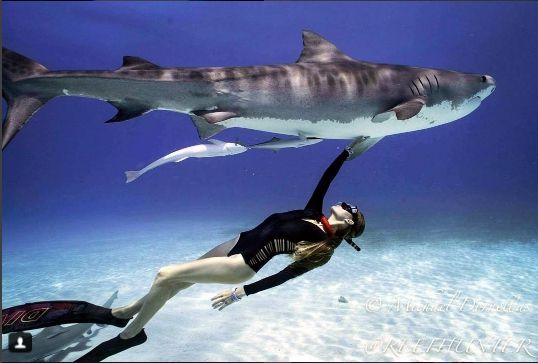 Ashleigh Braid la ragazza che nuota con gli squali