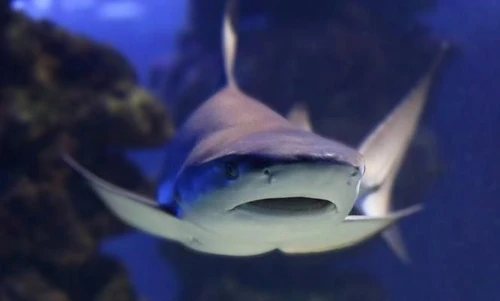 Lo squalo signore dei mari principe del Museo Oceanografico di Monaco
