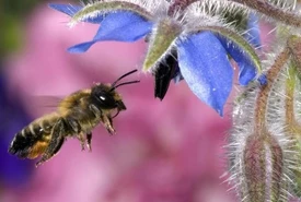 Punture di api vespe e calabroni riconoscere e combattere le allergie nella stagione fredda