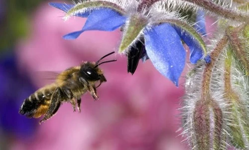 Punture di api vespe e calabroni riconoscere e combattere le allergie nella stagione fredda