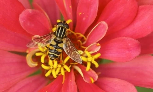 Salviamo le api la petizione di Greenpeace Italia contro pesticidi e droni impollinatori