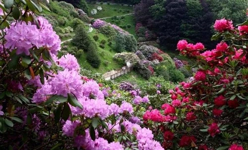 Oasi Zegna paradiso del detox tra fioriture di rododendri e picnic botanici