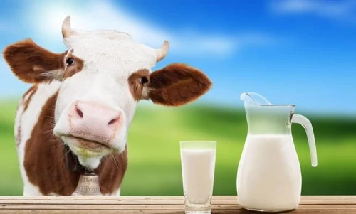 Latte più ricco e animali in salute con i semi di lino nella dieta bovina