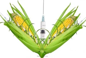LItalia contro gli OGM ma anche no Il giallo del mais Monsanto and co