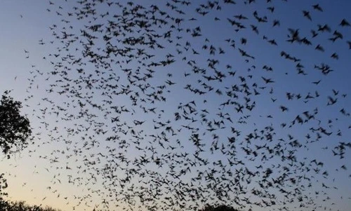 YESBAT i pipistrelli a guardia delle risaie contro i parassiti