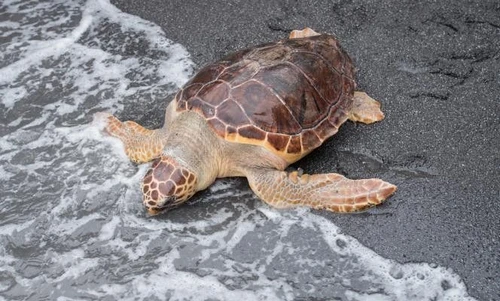 Storia di Zelda Ariel Tosca Ciliegia e Primavera le tartarughe marine restituite al mare