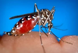 Sconfiggere la zanzara tigre dicendo addio ai tradizionali insetticidi