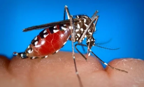 Sconfiggere la zanzara tigre dicendo addio ai tradizionali insetticidi