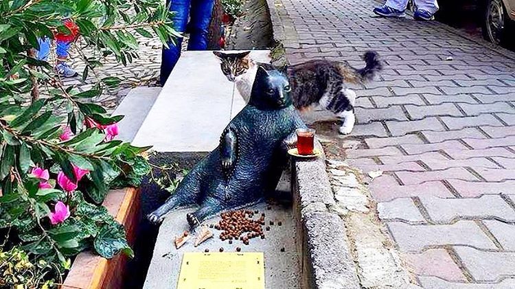Tombili il gatto star di Istanbul ora ha la sua statua