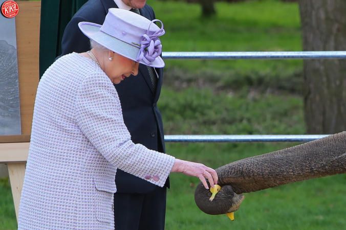 La Regina il Principe e lelefantela banana che crea imbarazzo