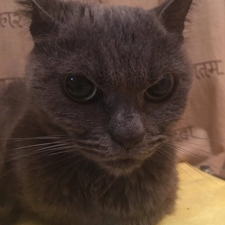 Ecco Shamo il gatto più arrabbiato del mondo