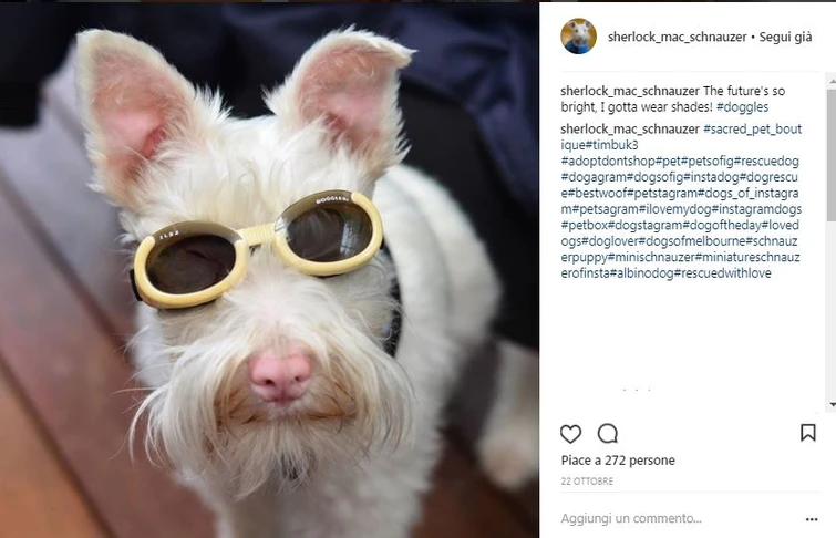 Sherlock il cane con gli occhiali da sole con un futuro da modello