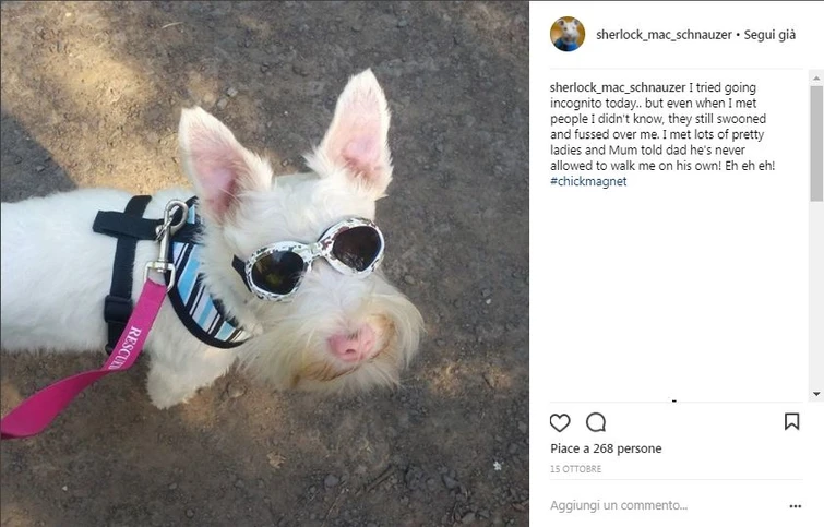Sherlock il cane con gli occhiali da sole con un futuro da modello