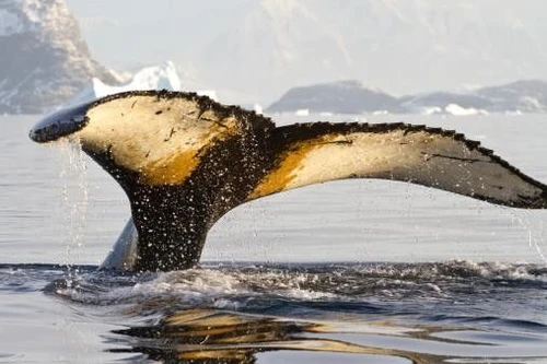 Il Parlamento Ue manda un monito alla Norvegia No alla caccia alla balena