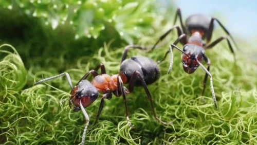 Le formiche hanno una loro toilette