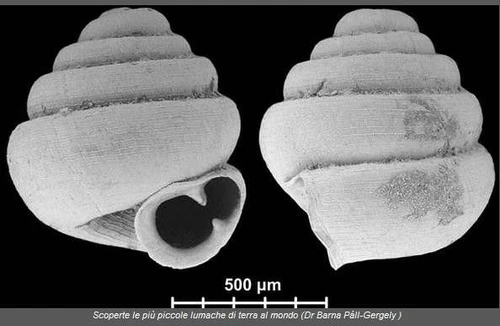 Cina scoperte le lumache più piccole al mondo