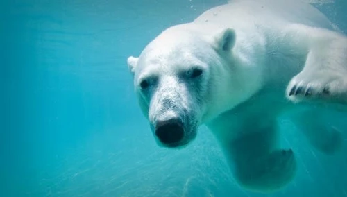 LArtico è più caldo e gli orsi polari mangiano i delfini