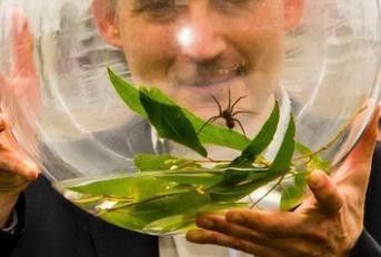 Brian Greene il ragno che individua le prede attraverso le vibrazioni dellacqua