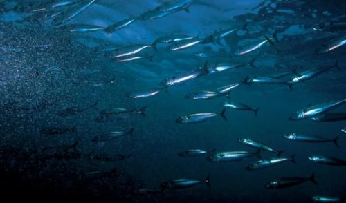 Allarme dal Wwf negli ultimi quarantanni dimezzati gli animali marini