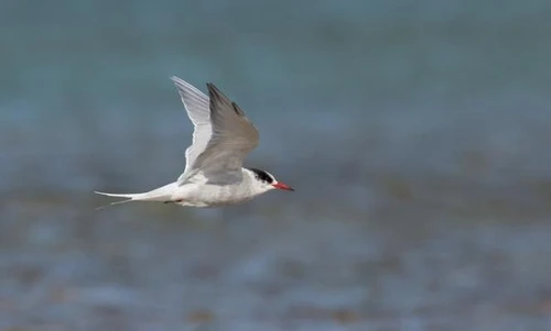 Uccelli migratori in pericolo a causa degli uragani