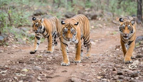 Tigri è ancora allarme ogni anno uccisi almeno 100 esemplari