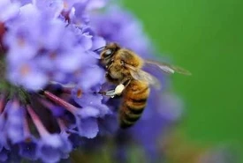 E ufficiale le api oramai sono a rischio estinzione