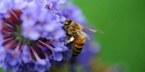 E ufficiale le api oramai sono a rischio estinzione