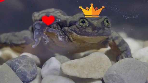 Romeo la rana che cerca la sua principessa nei siti di incontri