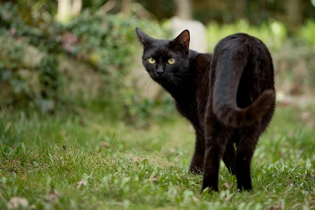 Effetto gatto nero ecco perché siamo superstiziosi