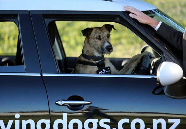 Come viaggiare con gli animali in macchina senza rischiare la multa