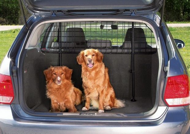Come viaggiare con gli animali in macchina senza rischiare la multa