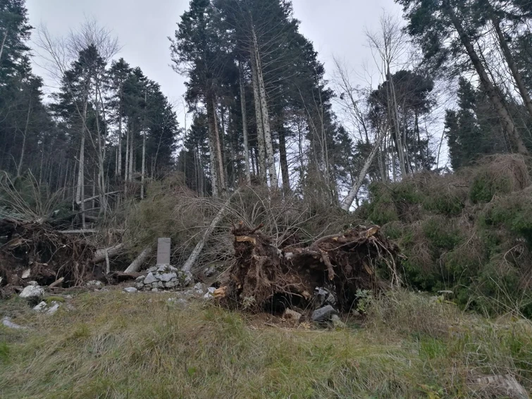 Foreste del Nord Italia distrutte dal maltempo