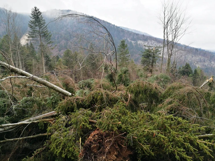 Foreste del Nord Italia distrutte dal maltempo
