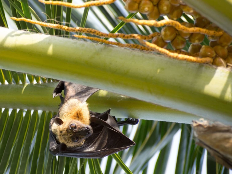 Pipistrello falsi miti su un mammifero strategico per lambiente