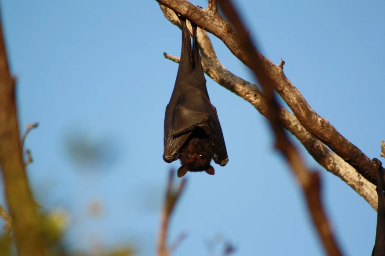 Pipistrello falsi miti su un mammifero strategico per lambiente