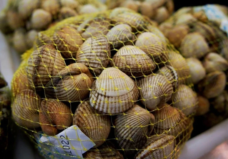 Molluschi bivalvi per un consumo senza rischi