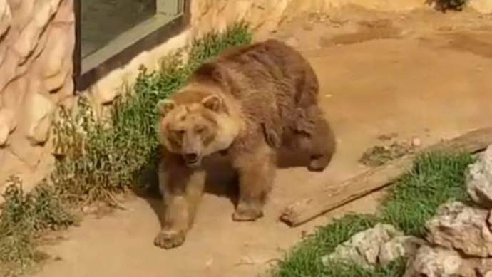 Le immagini shock di tigri orsi e leoni abbandonati nello zoo