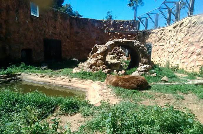 Le immagini shock di tigri orsi e leoni abbandonati nello zoo