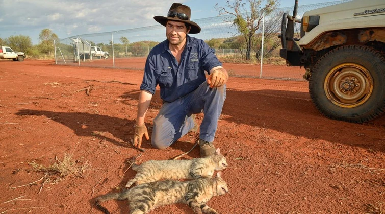 Perché lAustralia vuole uccidere due milioni di gatti selvatici