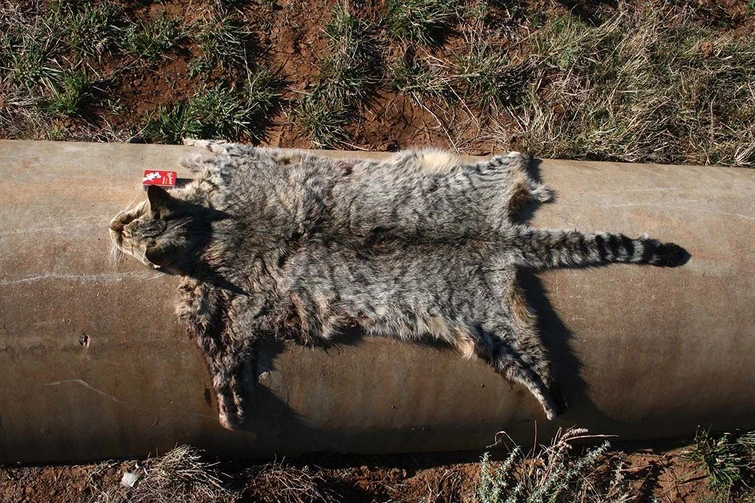 Perché lAustralia vuole uccidere due milioni di gatti selvatici