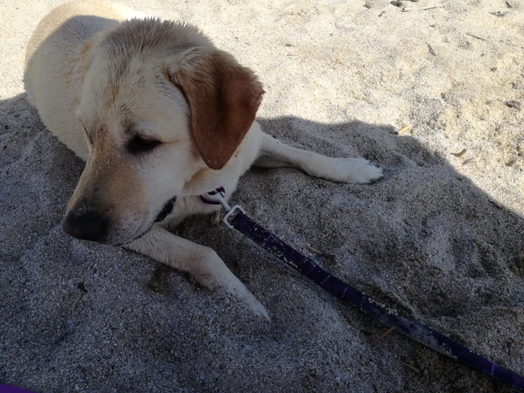 Cani in spiaggia è permesso o vietato Le regole sono queste