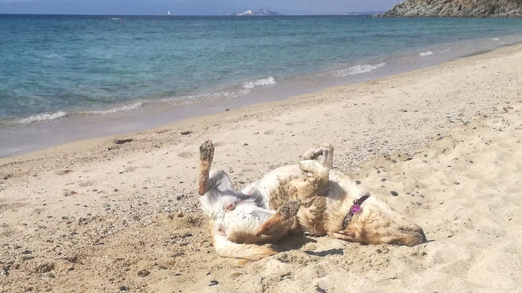 Cani in spiaggia è permesso o vietato Le regole sono queste