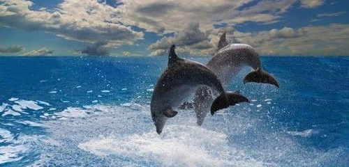 Onu no alla cattura di delfini e balene
