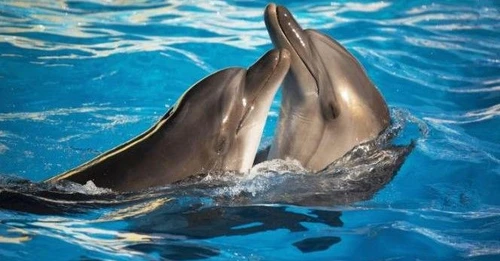 Allarme delfini Maui si potrebbero estinguere entro dieci anni