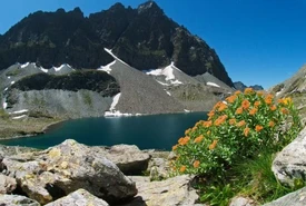 La Giornata mondiale dellacqua vista dai fiori di montagna