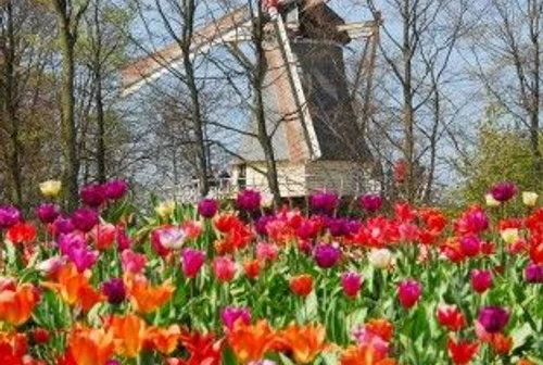 Trionfa la primavera nel parco olandese di Keukenhof