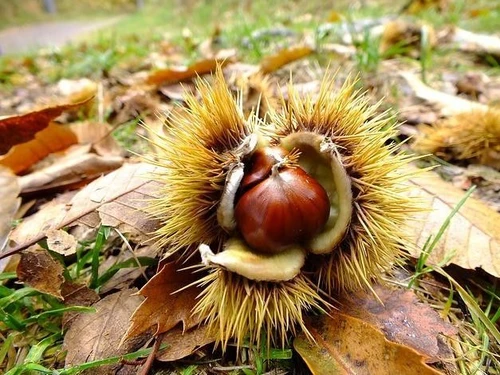 Castagne facili ricette fai da te per pelle luminosa e capelli splendenti