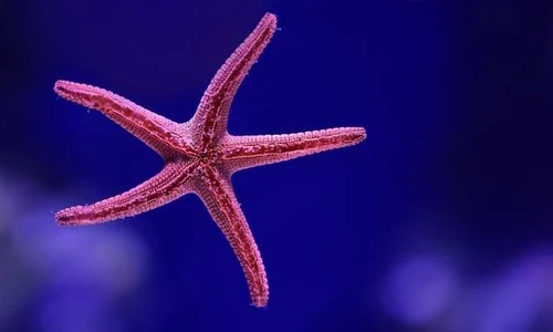 Stelle marine creature bellissime e delicate da non toccare nemmeno con un dito