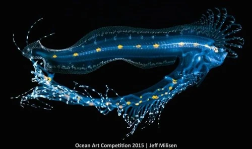 Laffascinante mondo subacqueo incorniciato dallOcean art contest