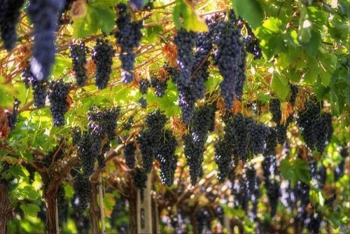 Le vie del vino in Europa itinerari culturali naturalistici ed enogastronomici tutti da scoprire